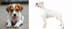 Bagel Hound  vs Argentine Dogo - Breed Comparison