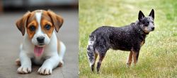 Bagel Hound  vs Austrailian Blue Heeler - Breed Comparison