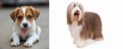 Bagel Hound  vs Bearded Collie - Breed Comparison
