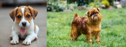 Bagel Hound  vs Brussels Griffon - Breed Comparison