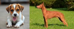 Bagel Hound  vs Cirneco dell'Etna - Breed Comparison