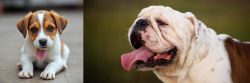 Bagel Hound  vs English Bulldog - Breed Comparison
