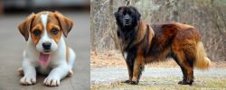 Bagel Hound  vs Estrela Mountain Dog - Breed Comparison