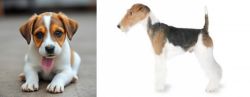 Bagel Hound  vs Fox Terrier - Breed Comparison