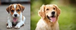 Bagel Hound  vs Golden Retriever - Breed Comparison