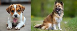 Bagel Hound  vs Icelandic Sheepdog - Breed Comparison