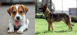 Bagel Hound  vs Kunming Dog - Breed Comparison