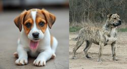 Bagel Hound  vs Perro de Presa Mallorquin - Breed Comparison