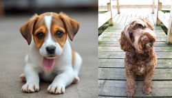 Bagel Hound  vs Portuguese Water Dog - Breed Comparison