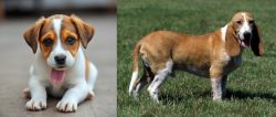 Bagel Hound  vs Schweizer Niederlaufhund - Breed Comparison