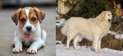 Bagel Hound  vs Slovak Cuvac - Breed Comparison