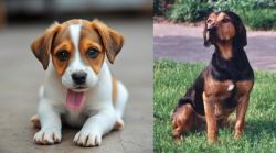Bagel Hound  vs Tyrolean Hound - Breed Comparison