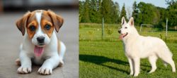 Bagel Hound  vs White Shepherd - Breed Comparison