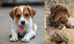 Bagel Hound  vs Wirehaired Pointing Griffon - Breed Comparison