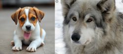Bagel Hound  vs Wolfdog - Breed Comparison