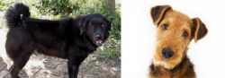 Bakharwal Dog vs Airedale Terrier - Breed Comparison