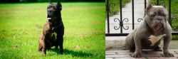 Bandog vs American Bully - Breed Comparison