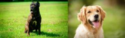 Bandog vs Golden Retriever - Breed Comparison