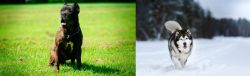 Bandog vs Siberian Husky - Breed Comparison