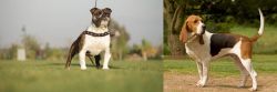 Bantam Bulldog vs Artois Hound - Breed Comparison