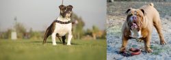 Bantam Bulldog vs Australian Bulldog - Breed Comparison