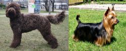 Barbet vs Australian Silky Terrier - Breed Comparison
