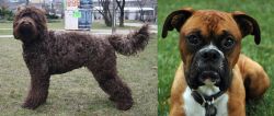 Barbet vs Boxer - Breed Comparison