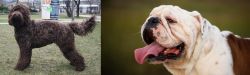 Barbet vs English Bulldog - Breed Comparison