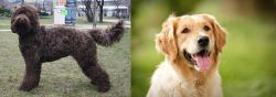 Barbet vs Golden Retriever - Breed Comparison