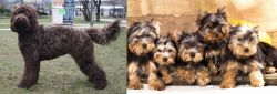 Barbet vs Yorkshire Terrier - Breed Comparison