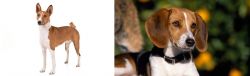 Basenji vs American Foxhound - Breed Comparison