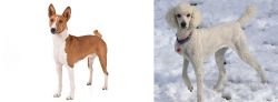 Basenji vs Poodle - Breed Comparison