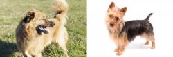 Basque Shepherd vs Australian Terrier - Breed Comparison