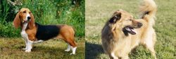 Basset Artesien Normand vs Basque Shepherd - Breed Comparison