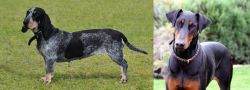 Basset Bleu de Gascogne vs Doberman Pinscher - Breed Comparison