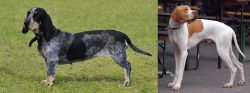 Basset Bleu de Gascogne vs English Pointer - Breed Comparison