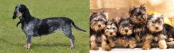 Basset Bleu de Gascogne vs Yorkshire Terrier - Breed Comparison
