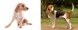Basset Fauve de Bretagne vs Artois Hound - Breed Comparison