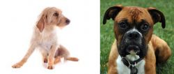 Basset Fauve de Bretagne vs Boxer - Breed Comparison