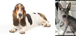 Basset Hound vs American Hairless Terrier - Breed Comparison
