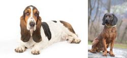 Basset Hound vs Bavarian Mountain Hound - Breed Comparison