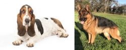 Basset Hound vs German Shepherd - Breed Comparison