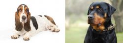Basset Hound vs Rottweiler - Breed Comparison