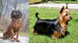 Bavarian Mountain Hound vs Australian Silky Terrier - Breed Comparison