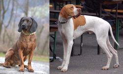 Bavarian Mountain Hound vs English Pointer - Breed Comparison