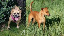 Beabull vs Africanis - Breed Comparison