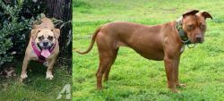 Beabull vs American Pit Bull Terrier - Breed Comparison
