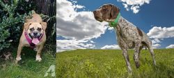 Beabull vs Braque Francais (Pyrenean Type) - Breed Comparison