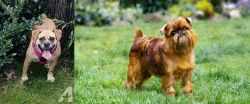 Beabull vs Brussels Griffon - Breed Comparison