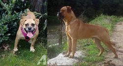 Beabull vs Bullmastiff - Breed Comparison